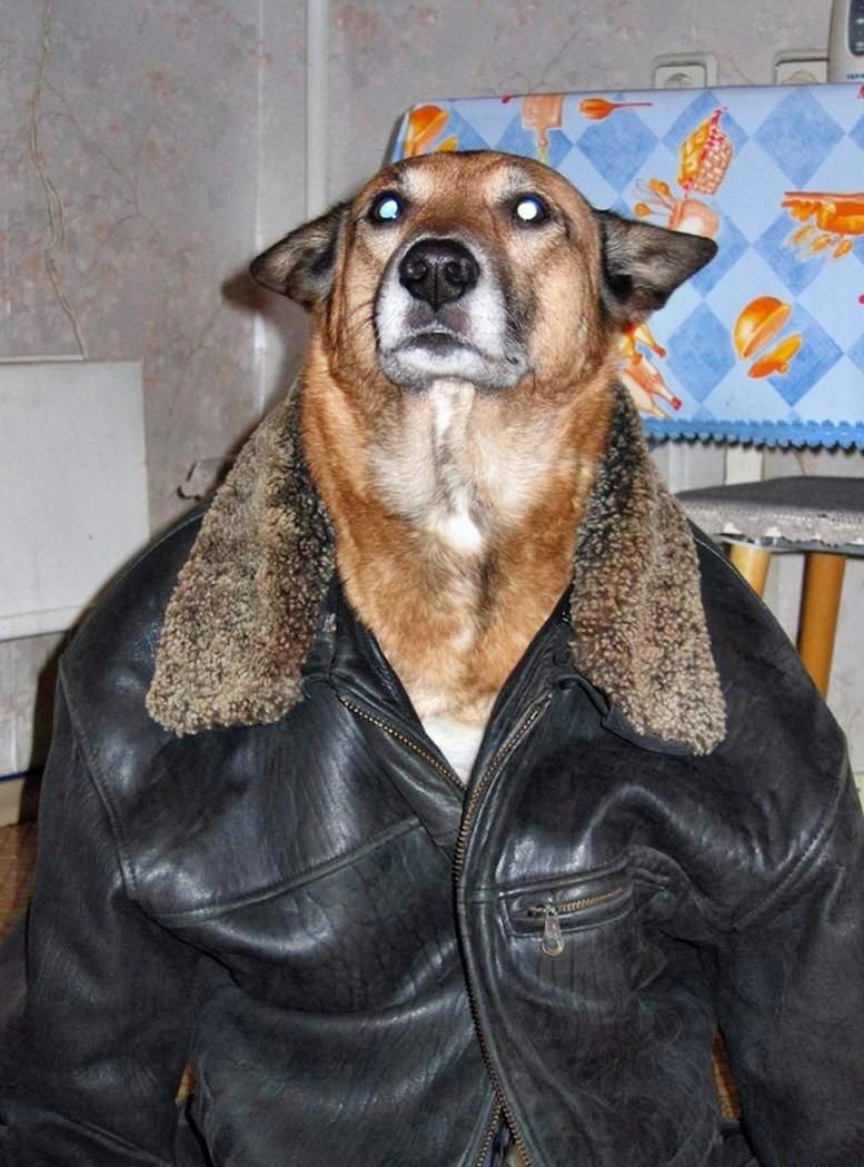 Порода собаки Рамиля Алимова