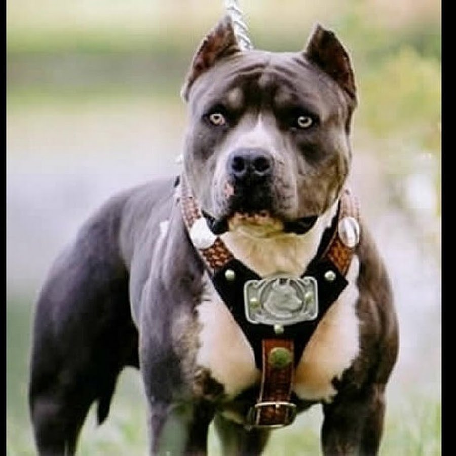 Видель и её собака