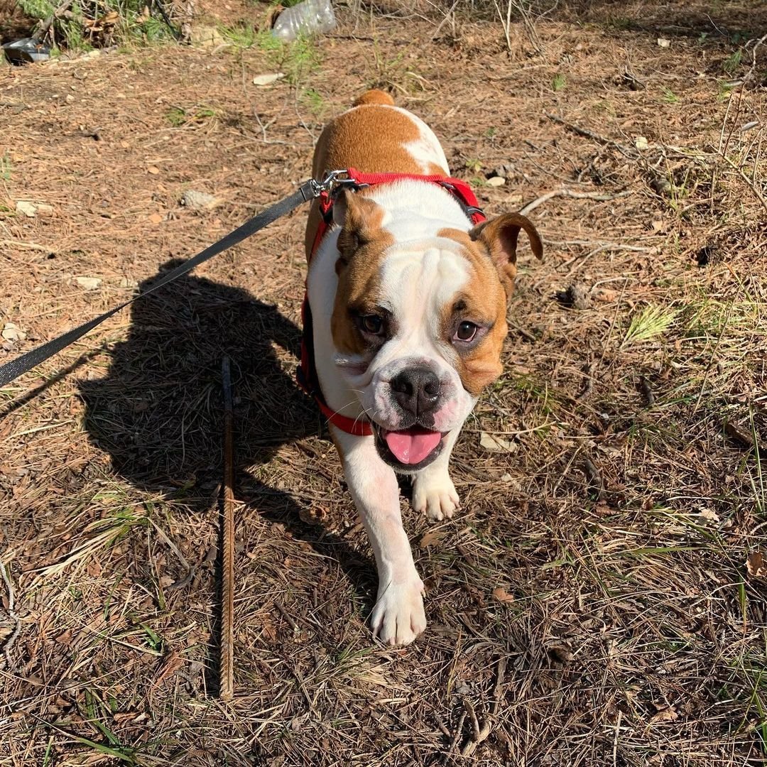 Бульдоги лаймы Вайкуле