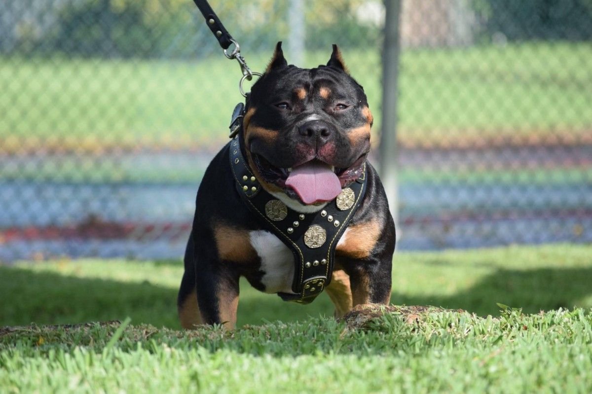 Домашние питомцы