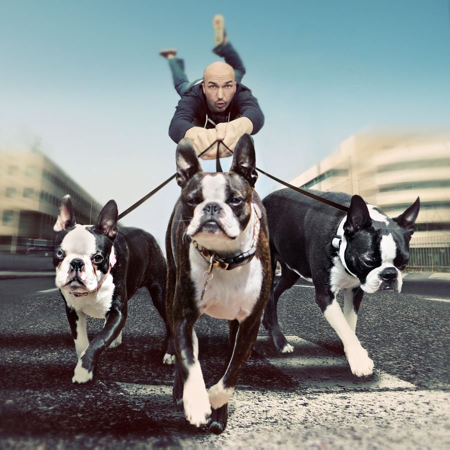 Американский питбультерьер черный