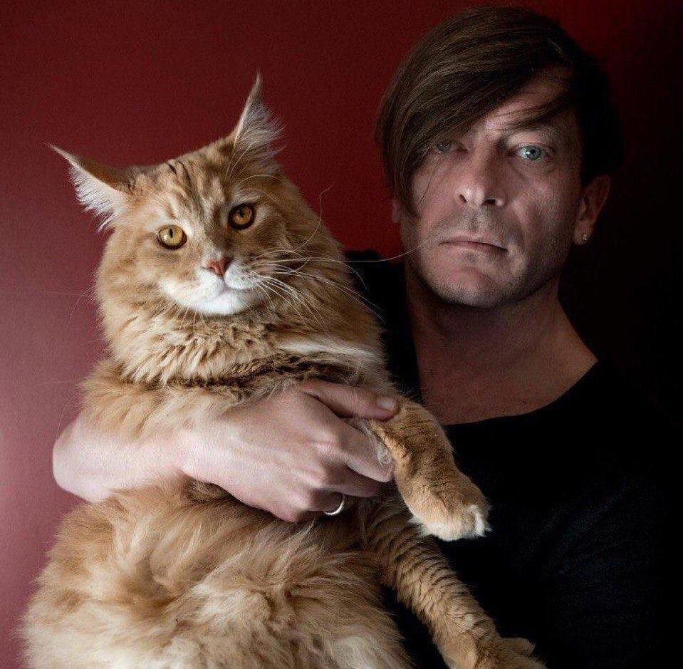 Кот кусает собаку