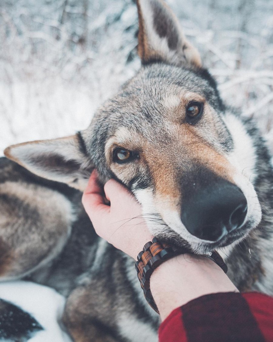 Дмитрий Масленников блоггер