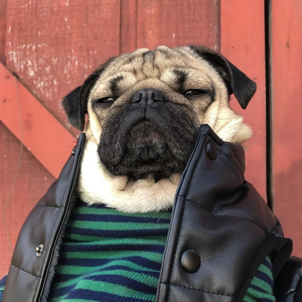 Бутч animal Crossing