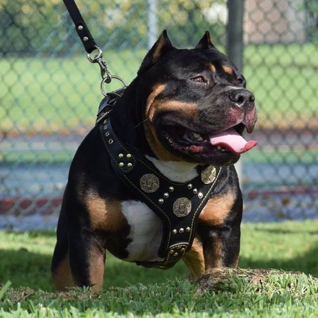 Волк Эстетика