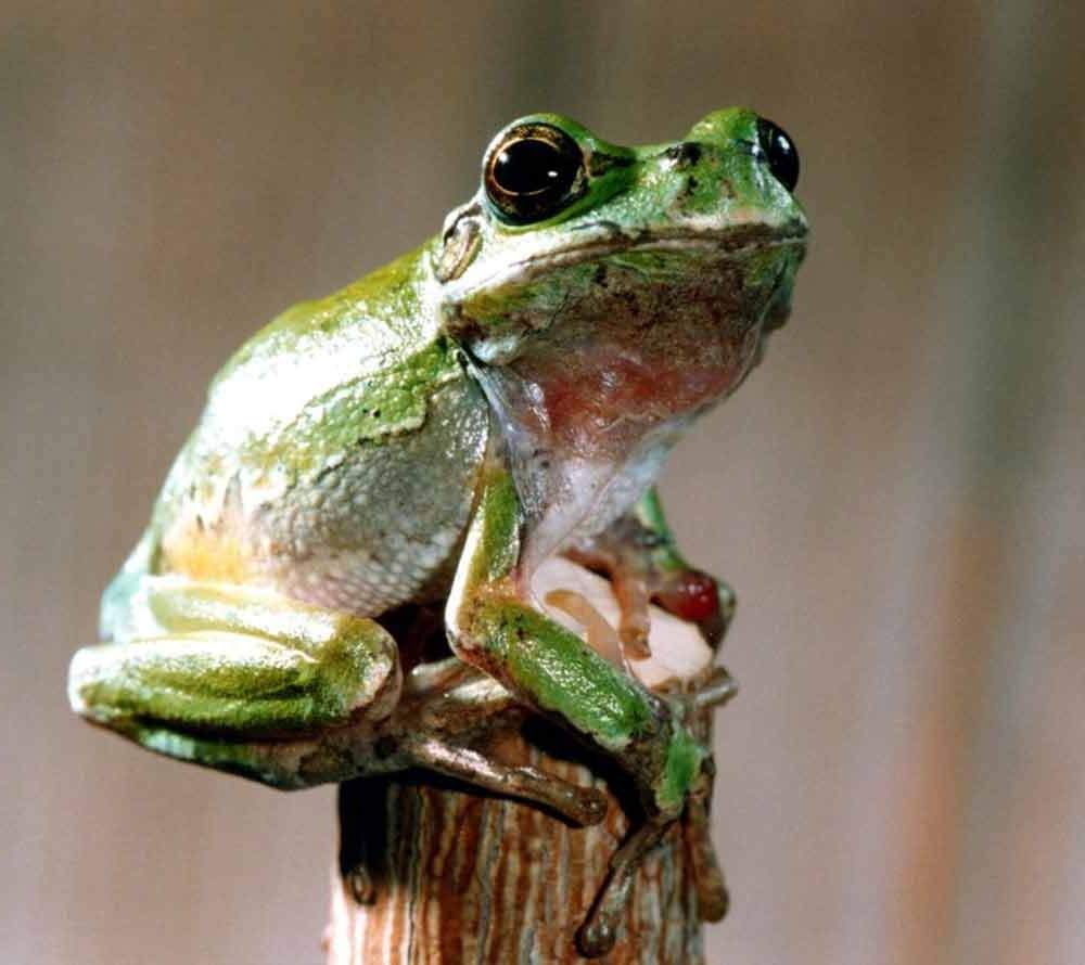 Квакша Шелковникова