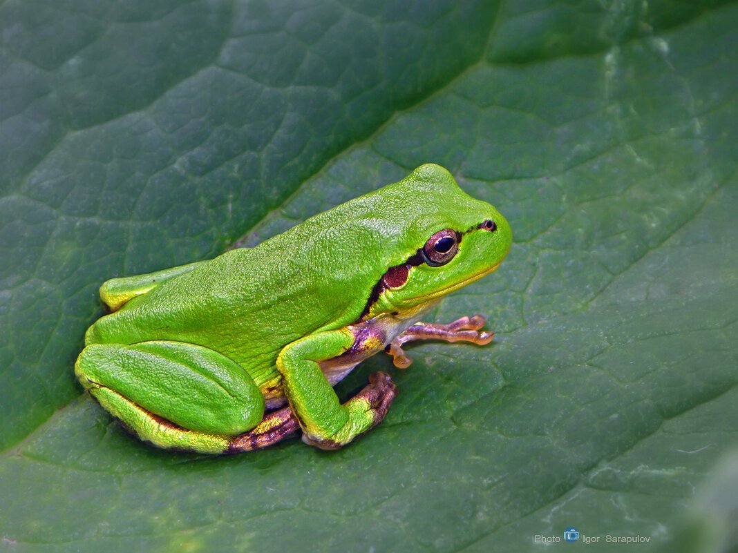 Лягушка квакша зеленая