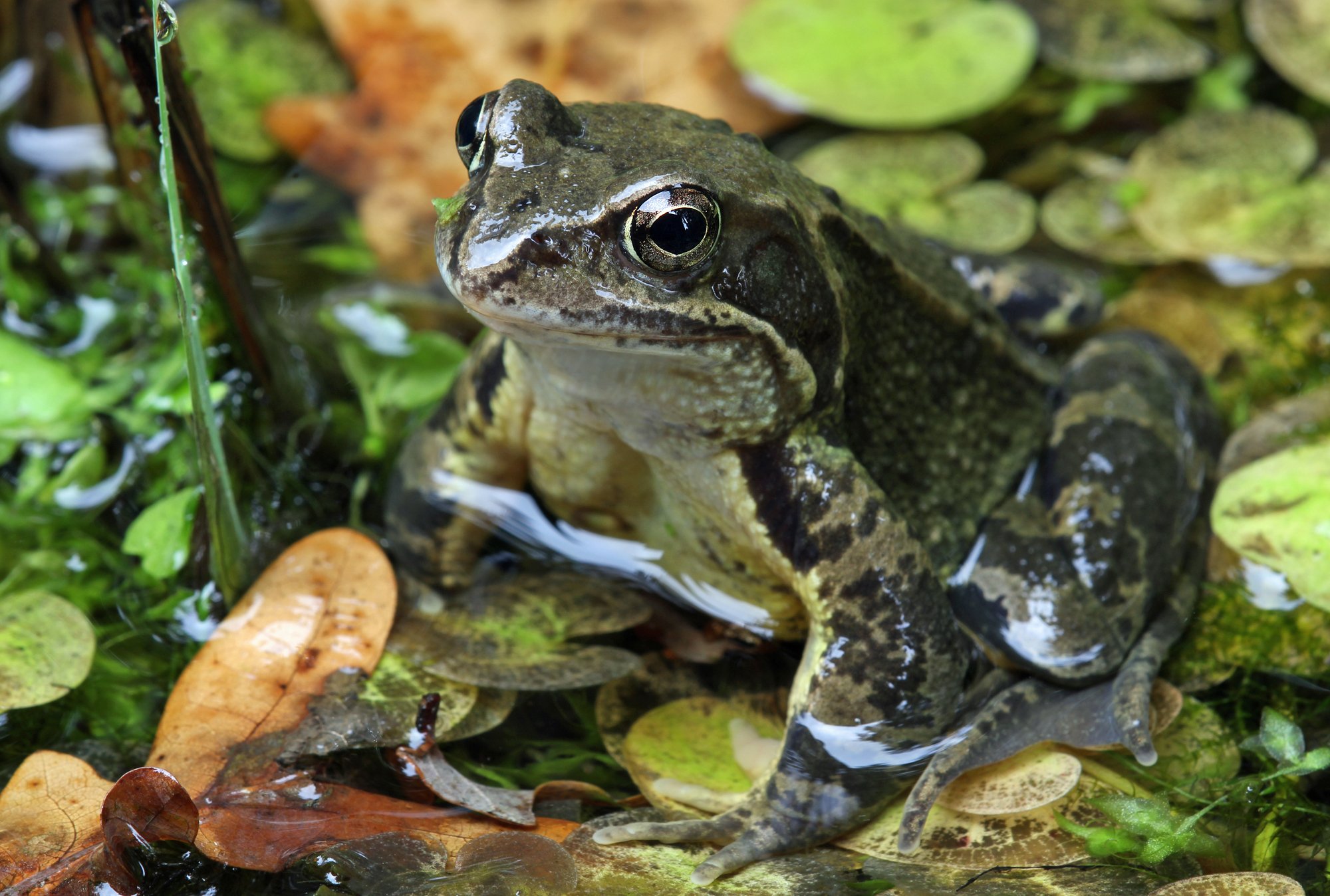 Земноводное т. Лягушка травянка. Травяная лягушка лягушка. Лягушка жаба Тритон это. Сибирская Болотная лягушка.