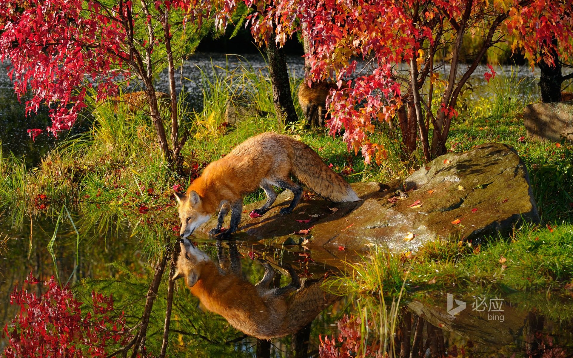Осенний зверь. Осенний пейзаж с животными. Животные в осеннем лесу. Животные осенью в лесу. «Лиса в лесу».