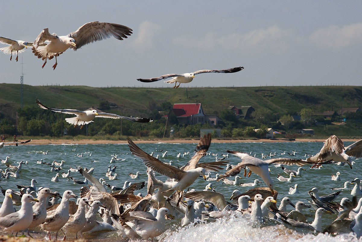 Панорама природа с чайками