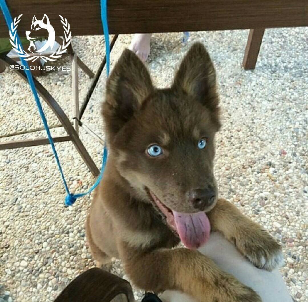 Метис малинуа и хаски