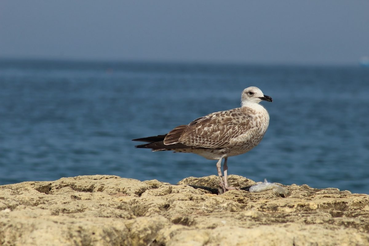 Морские птицы Азовского моря