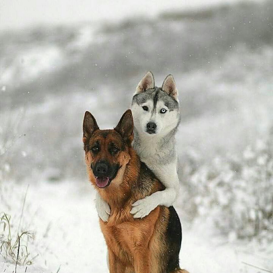 Сибирская хаски с овчаркой