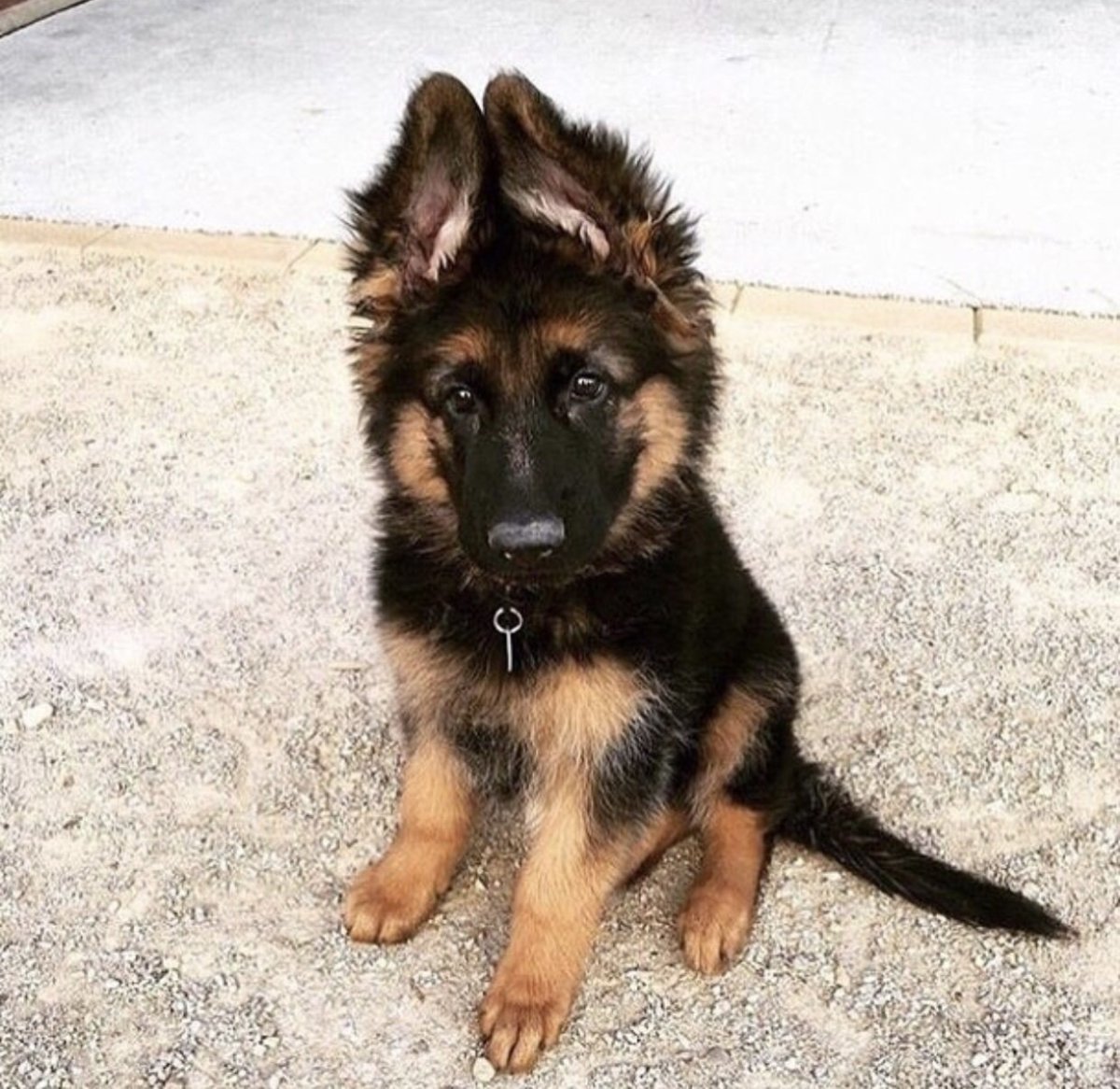 Смесь овчарки и терьера