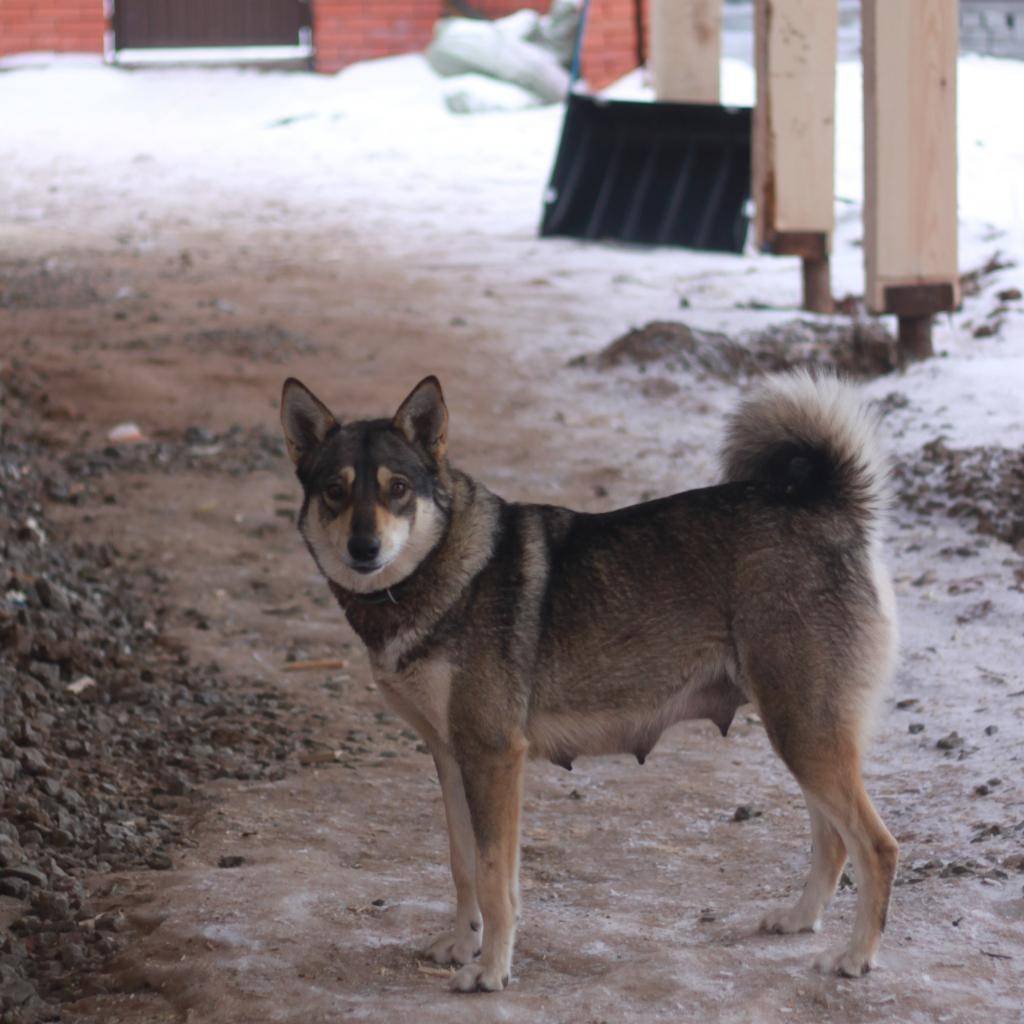Помесь лайки и овчарки