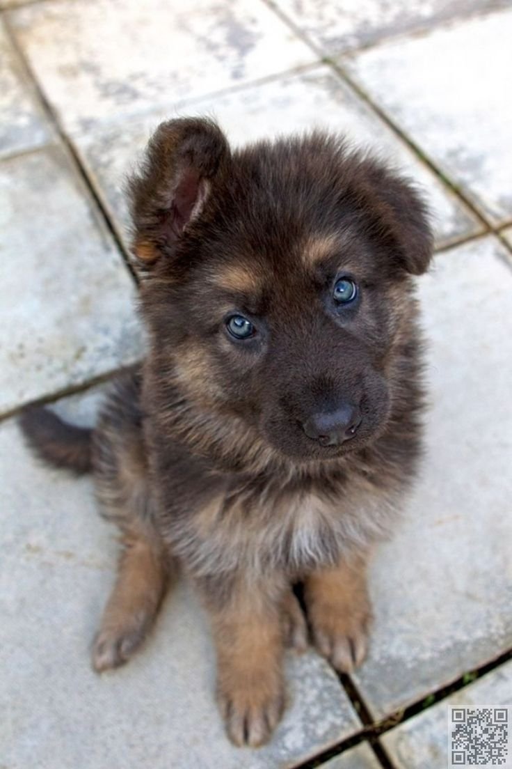 Щенки немецкой овчарки смесь