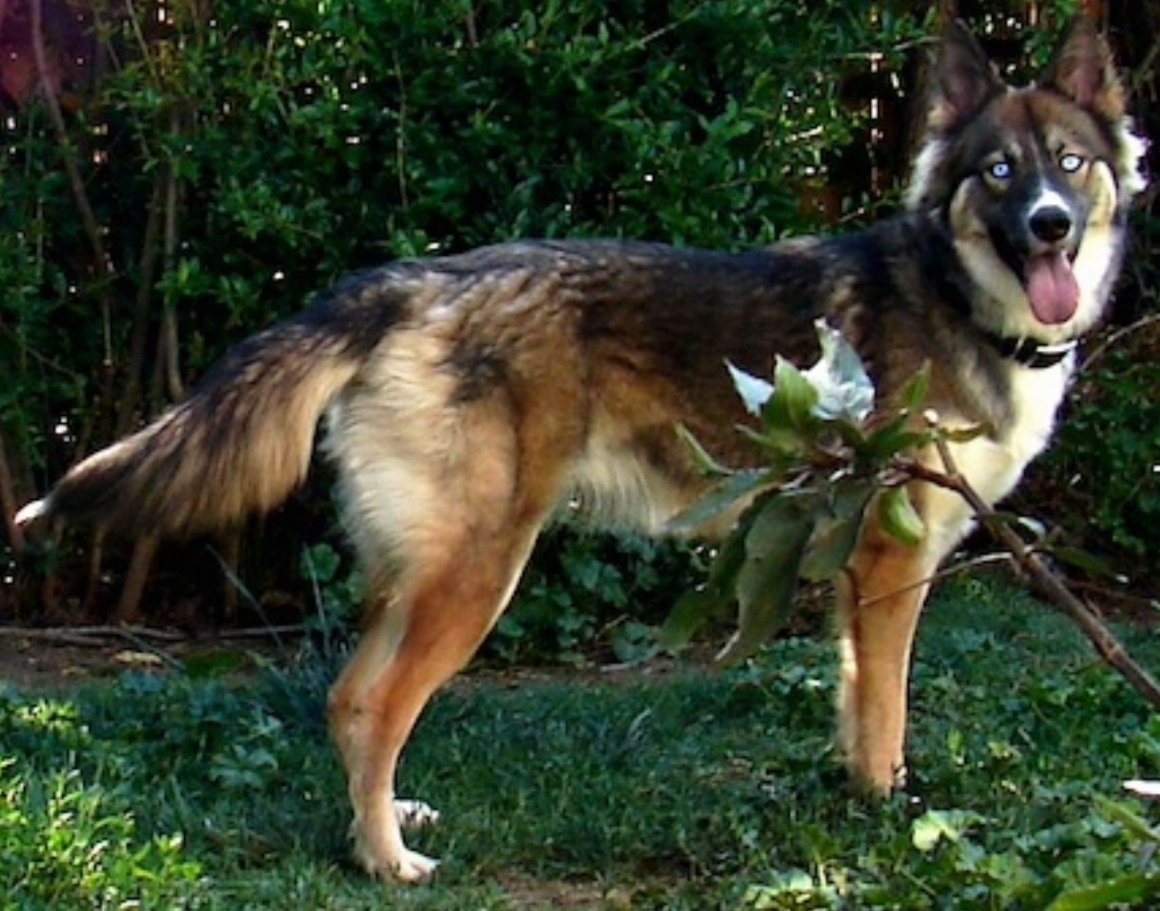 Сибирский хаски и немецкая овчарка