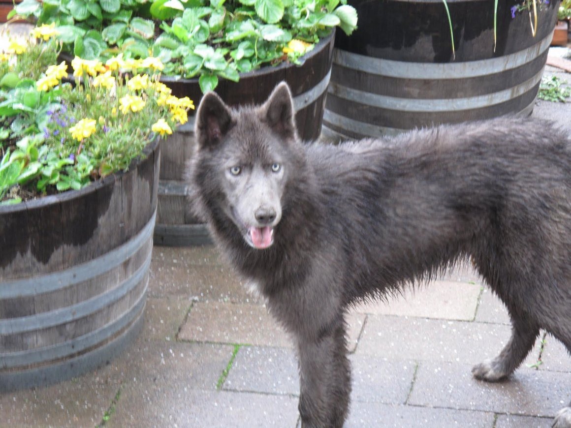 Канадский волк и маламут