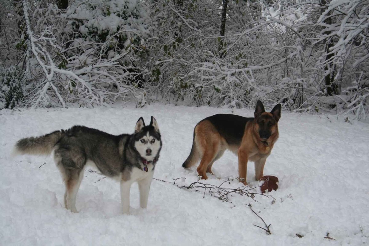 Сибирский хаски и немецкая овчарка