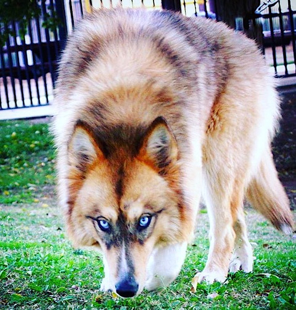 Волкособ окрасы рыжий