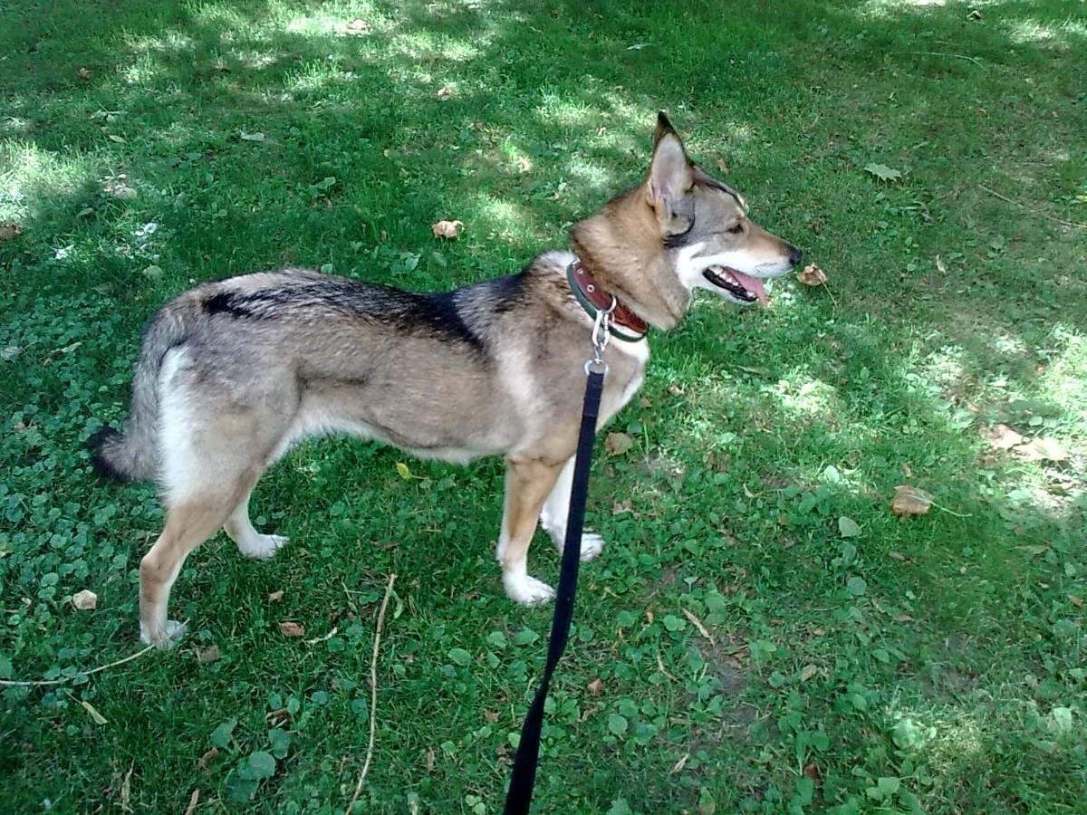 Метис лайки и овчарки