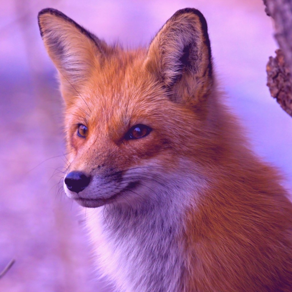 Картинки лисы