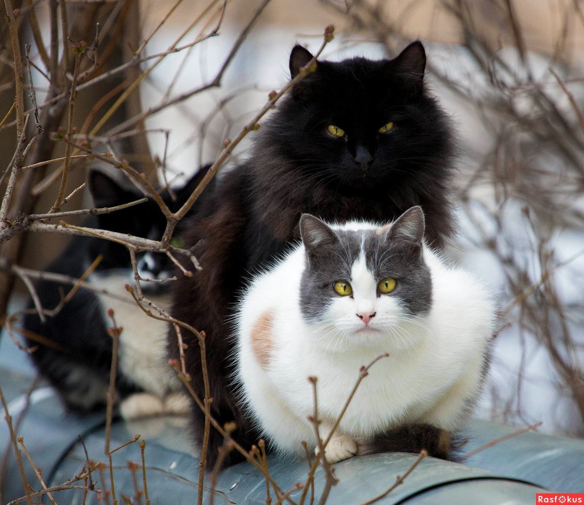 Норвежская Лесная кошка черная