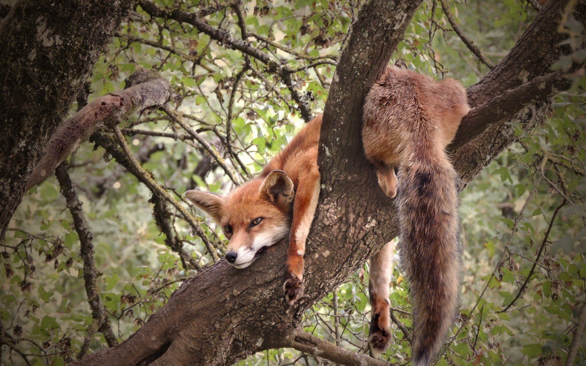 Лиса на дереве