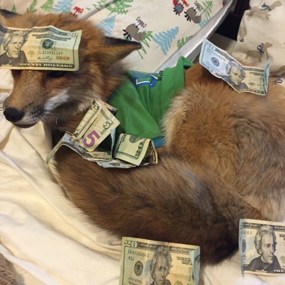 Лиса на заборе