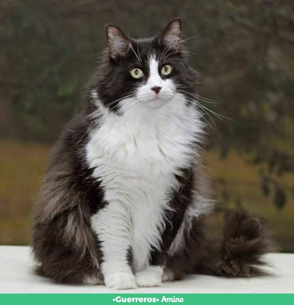 Норвежская Лесная кошка биколор