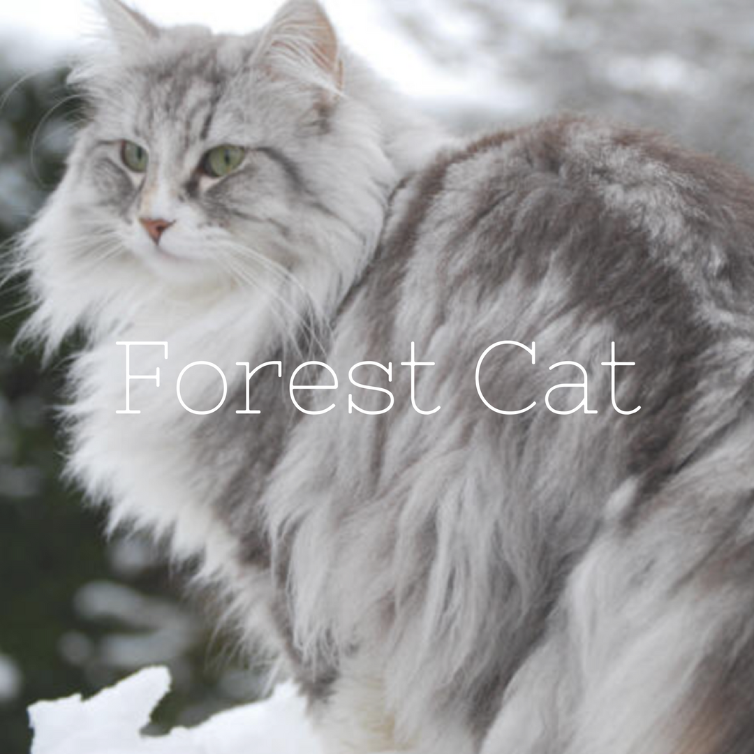 Норвежский Лесной кот серый