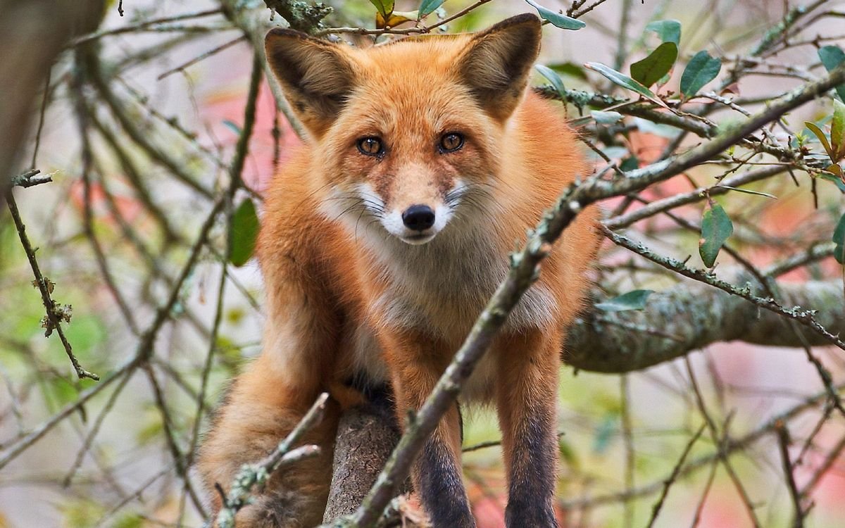 Лиса на дереве