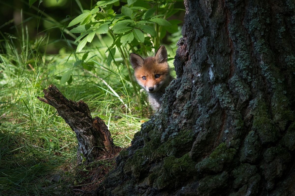Лиса бледно рыжая