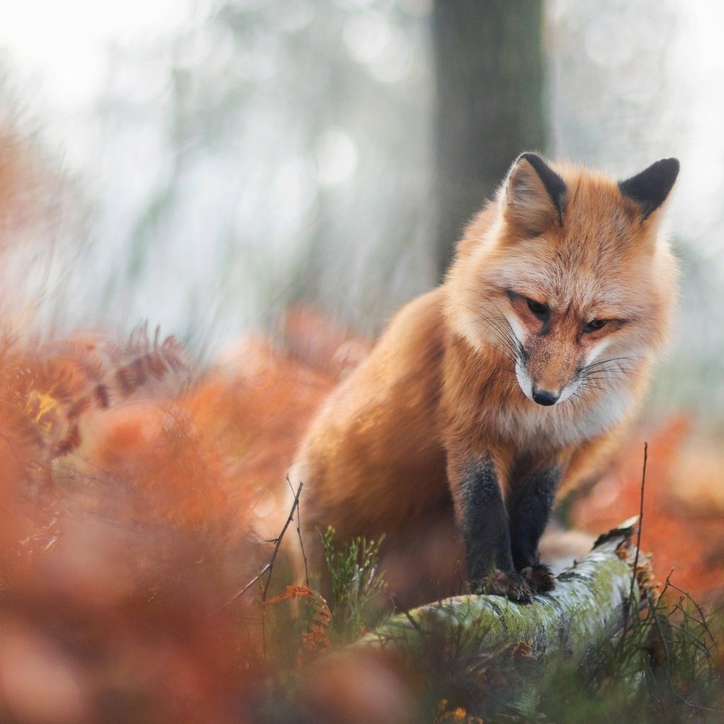 Лисица Фыр Фыр