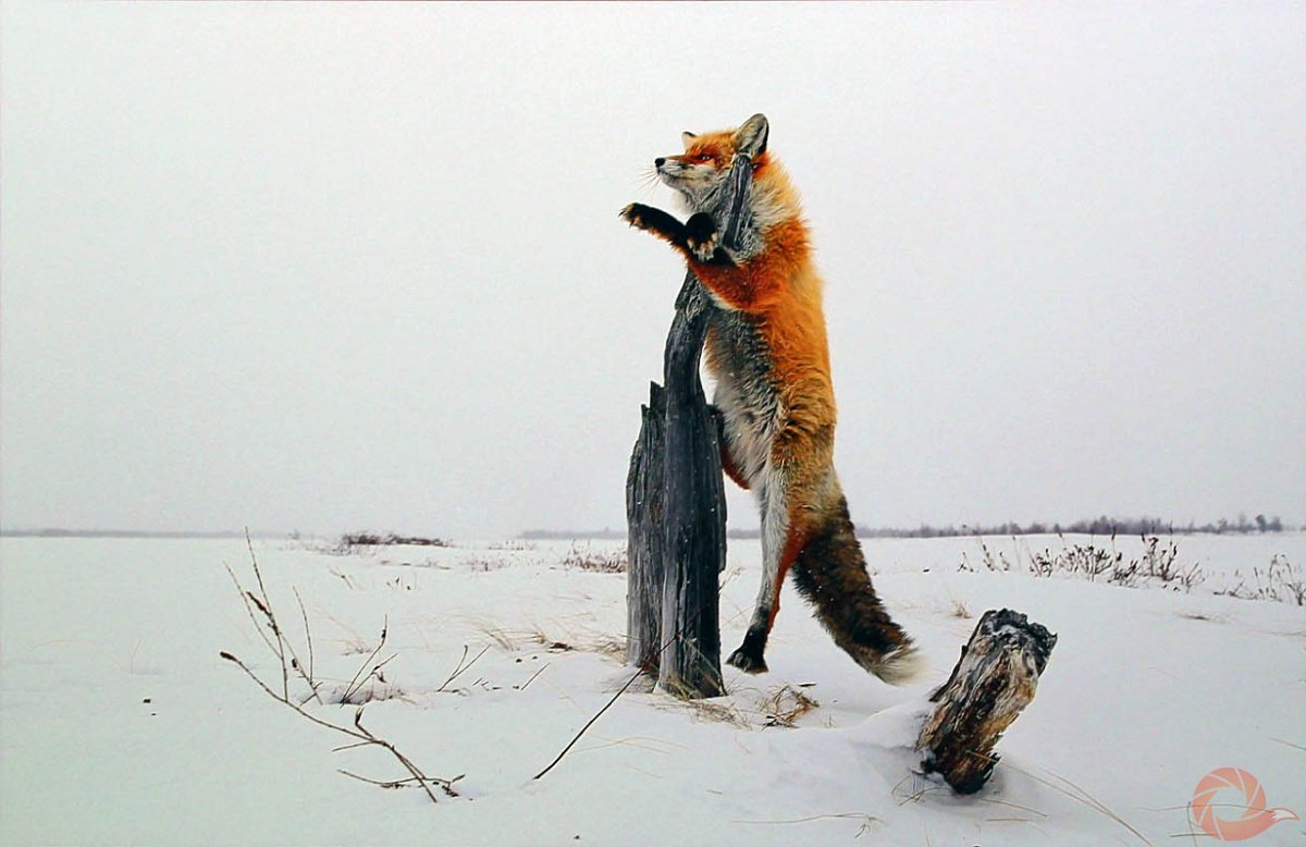 Лиса на пеньке зимой