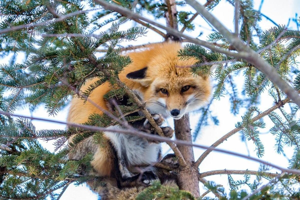 Вороне Бог послал полкиловольта