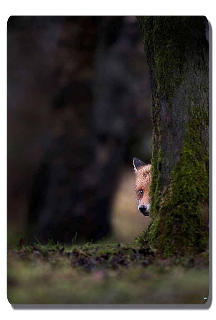 Лисенок прячется