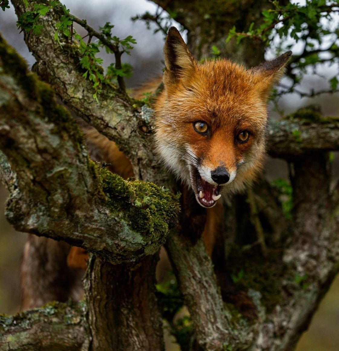 Лисички на дереве