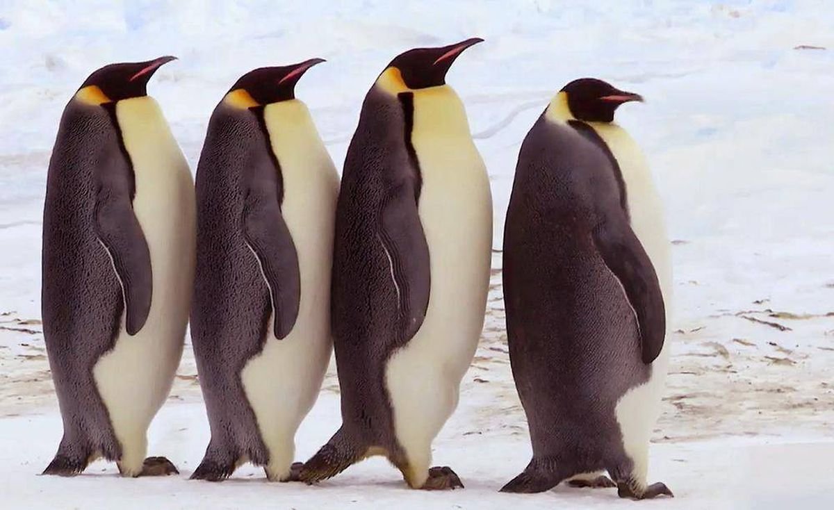 Пингвин радуется