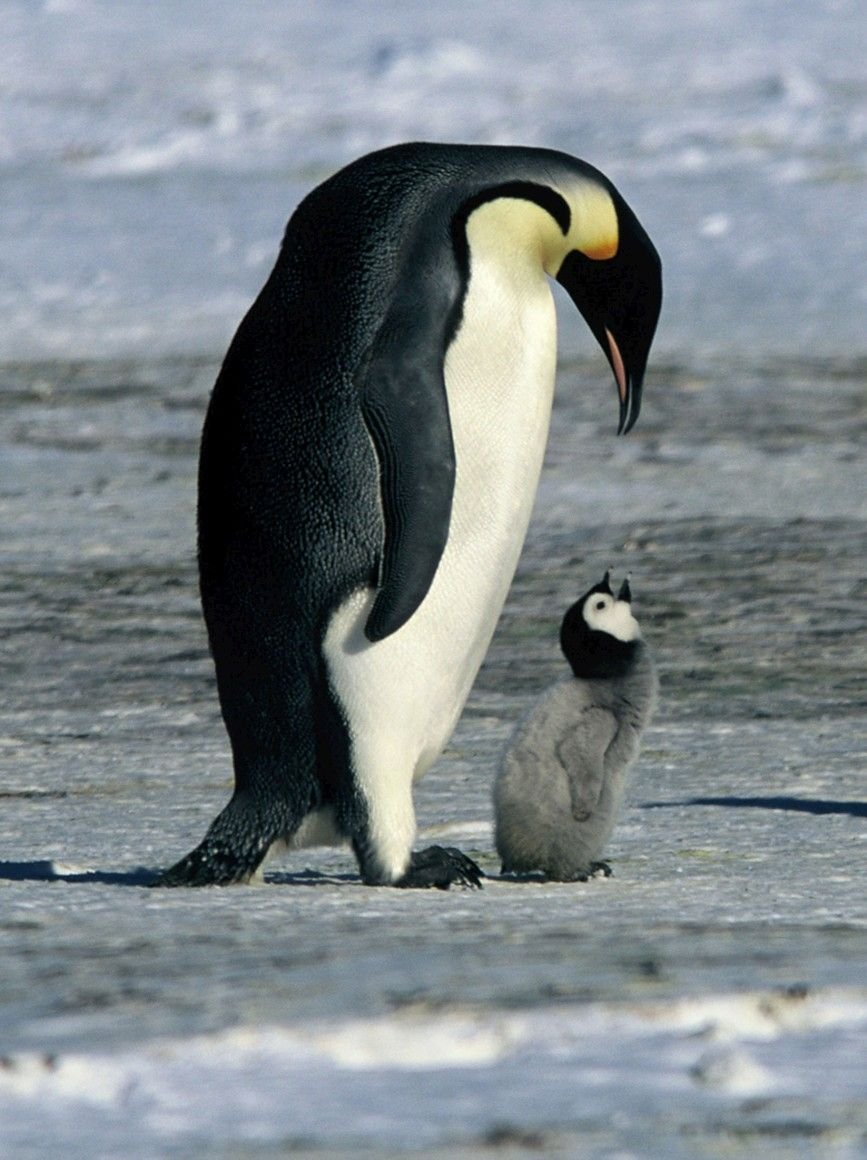 Шкура пингвина