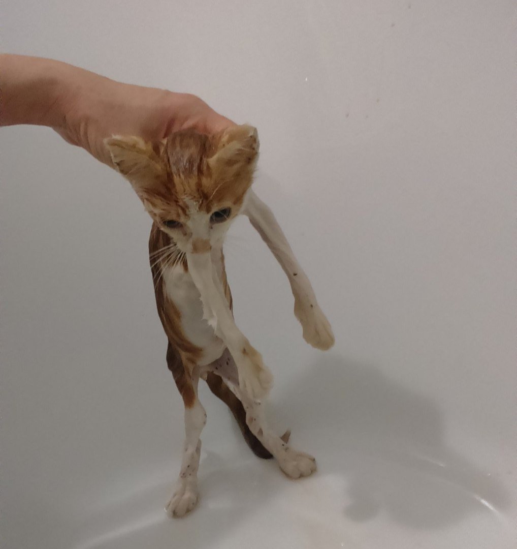 Худая кошка