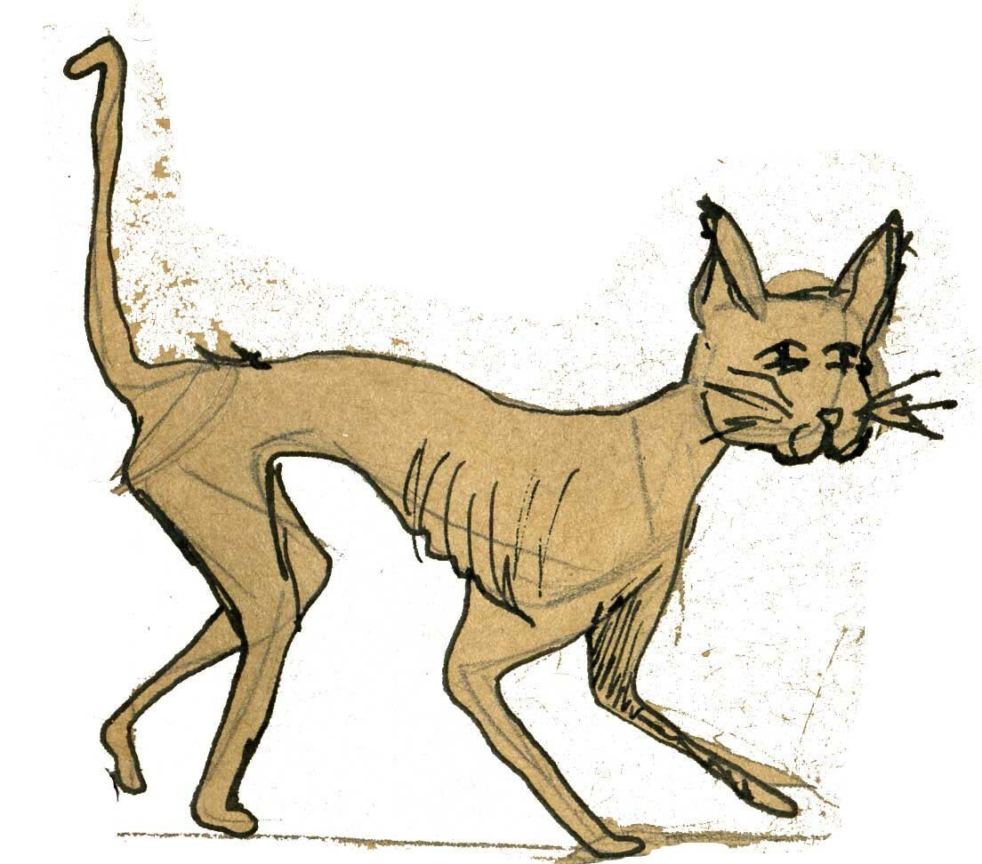 Худая кошка