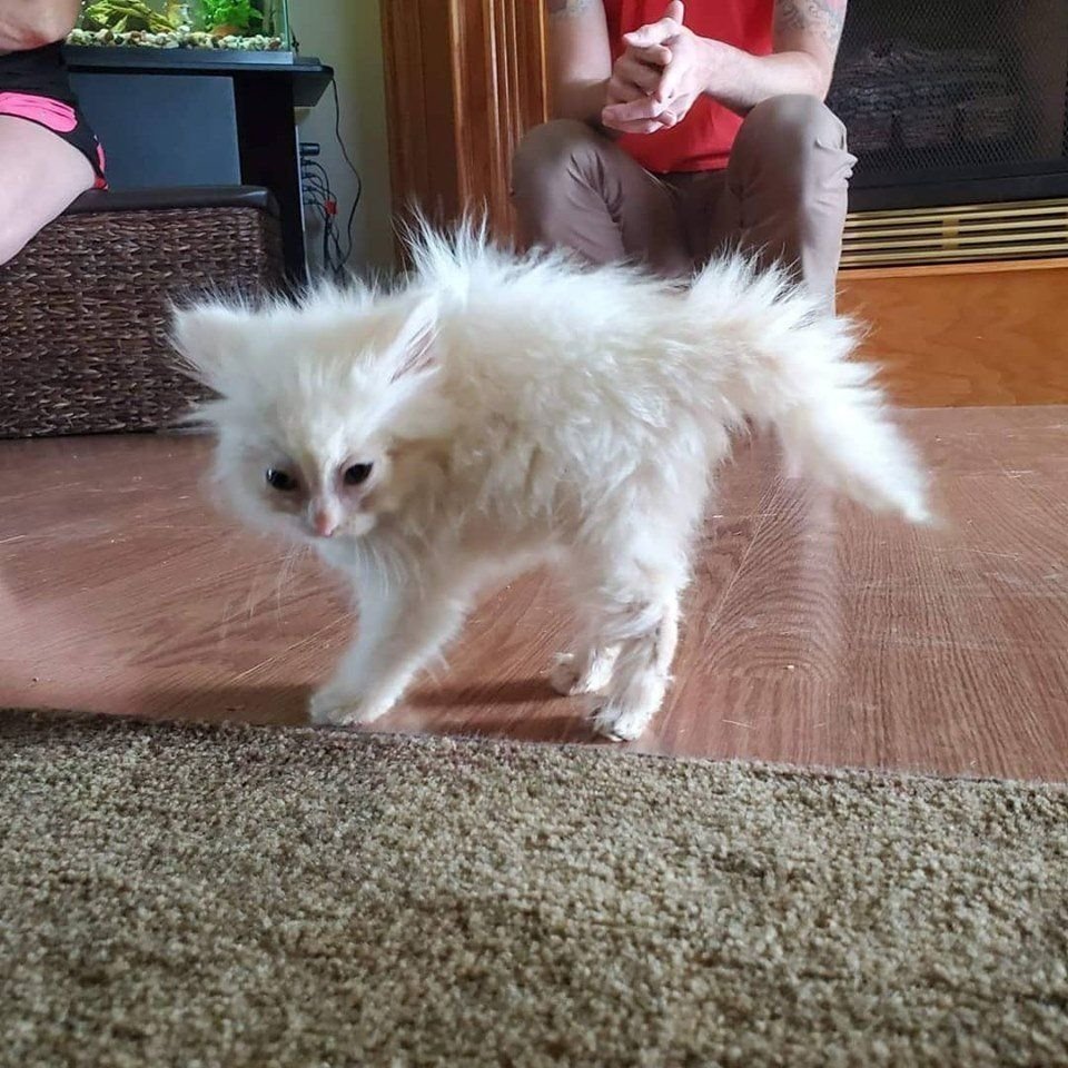 Взъерошенный белый кот