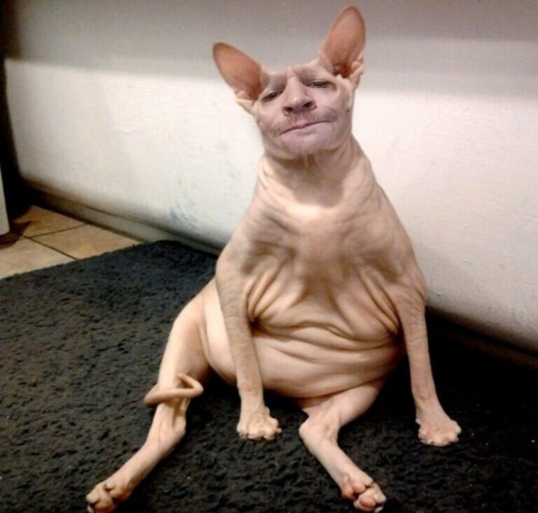 Канадский сфинкс толстый