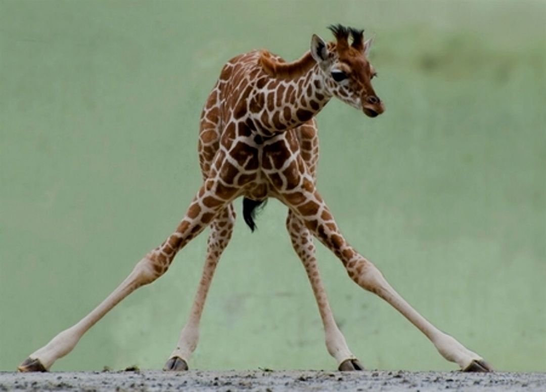Ноги жирафа