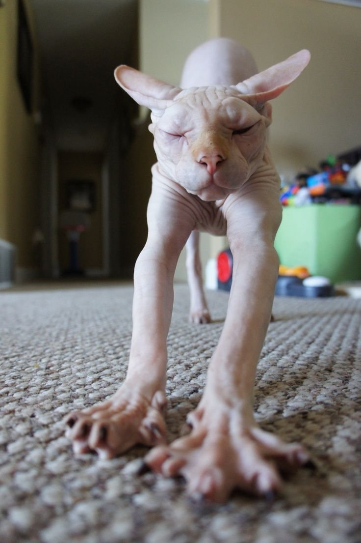 Смешные лысые кошки