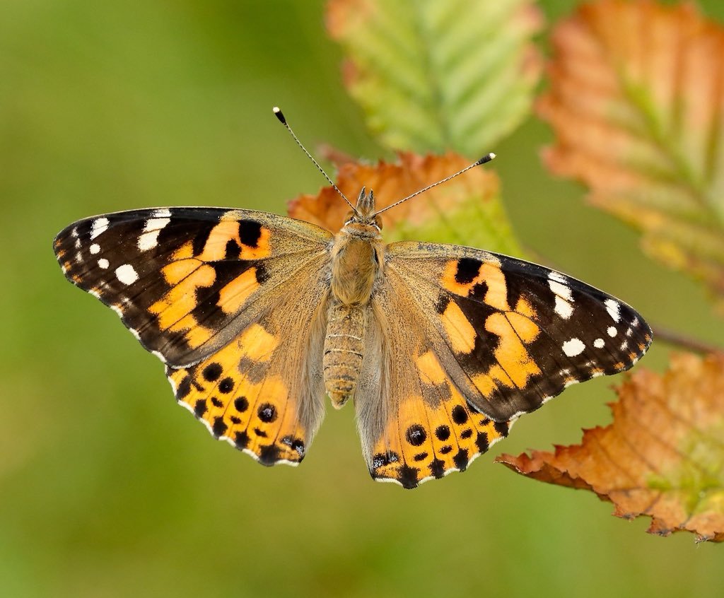 Репейница Vanessa cardui
