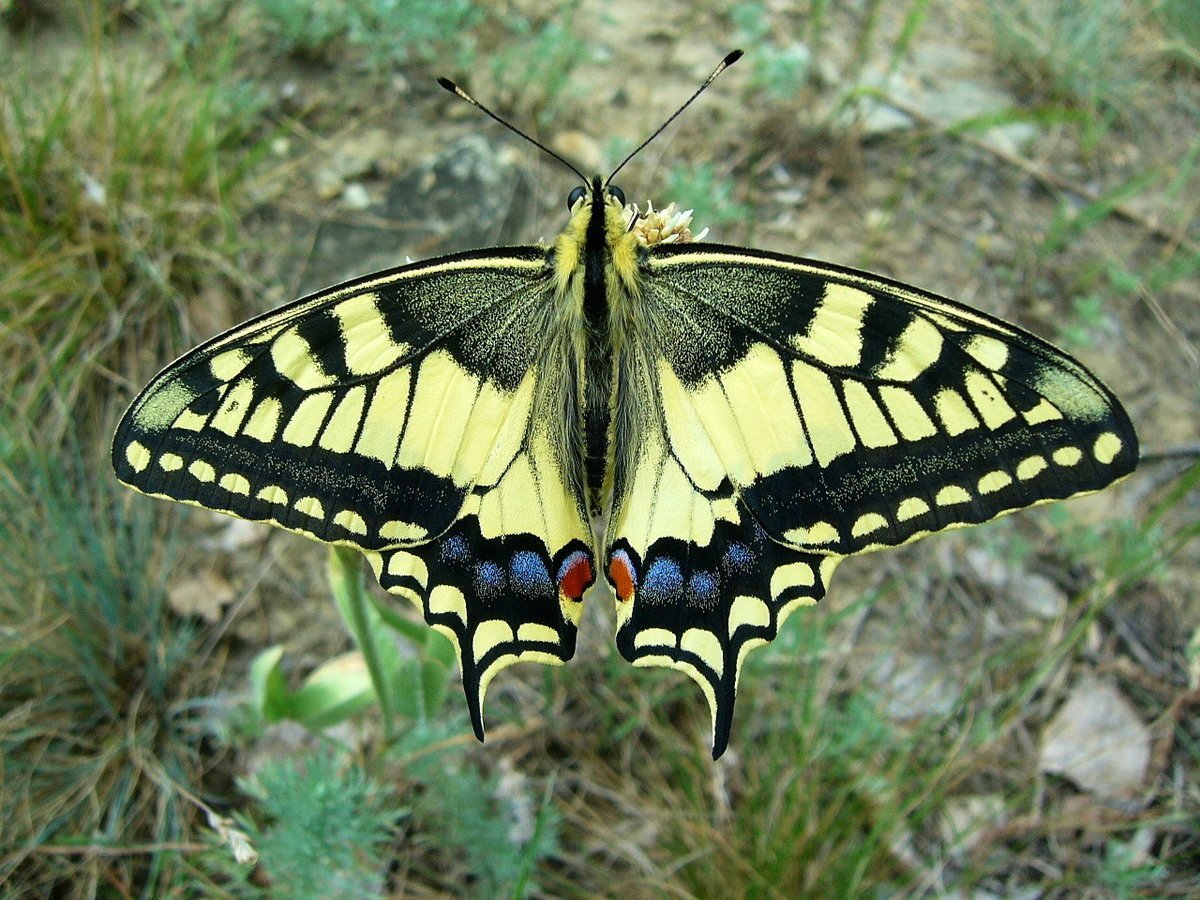 Желтая бабочка Махаон