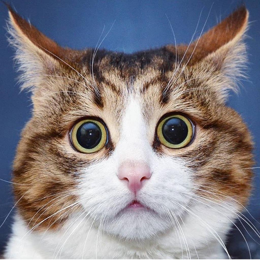 Кот с вып учеными глазами