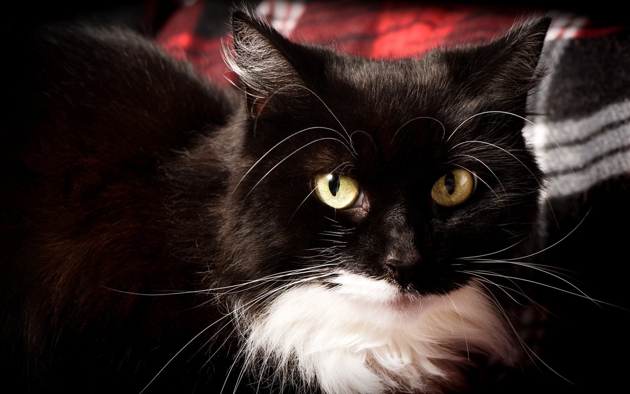 Черные усы у кошек - 64 фото